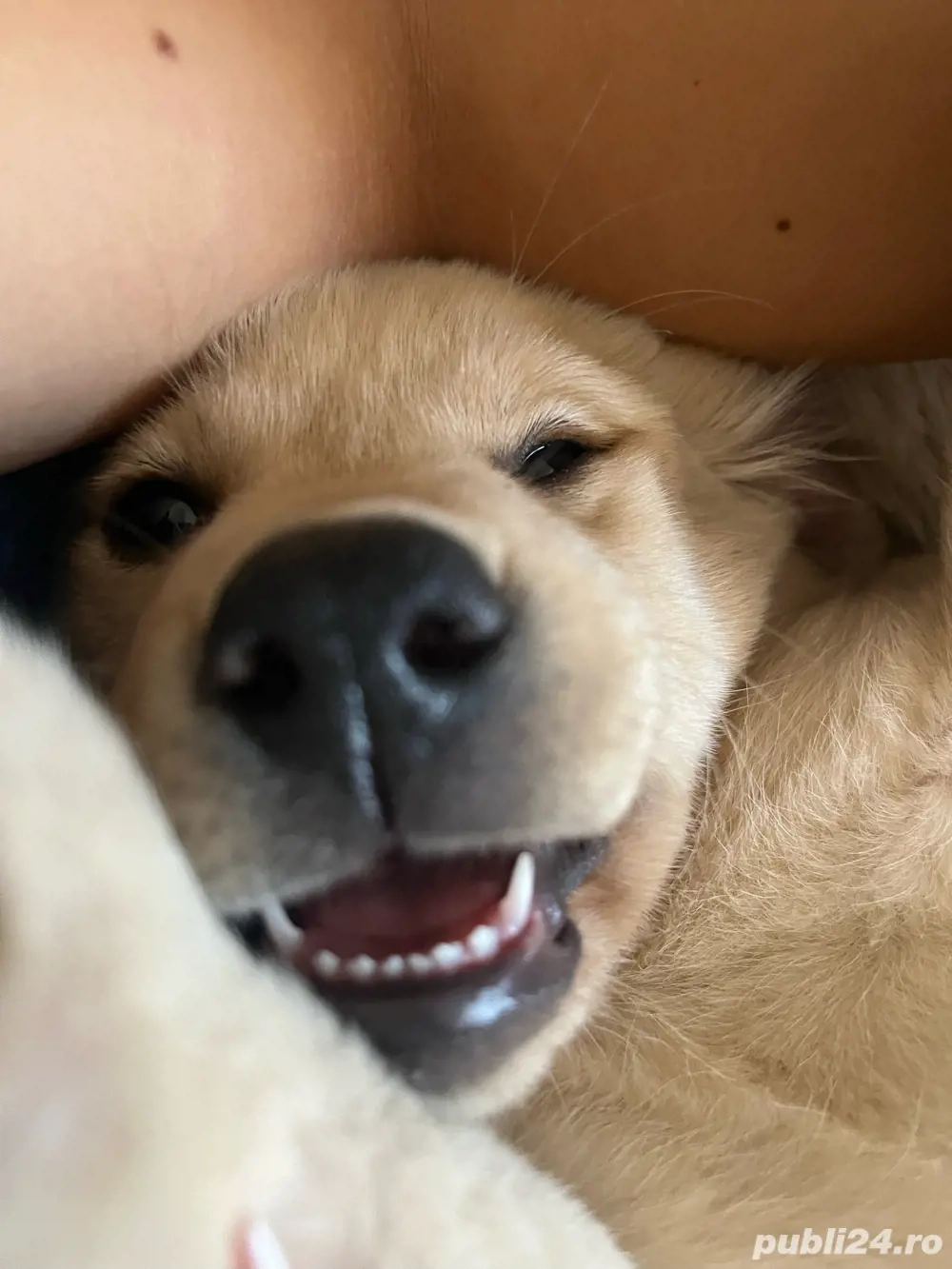 donez pui de labrador 4 luni