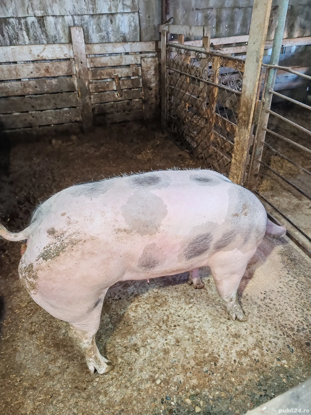 Vând scroafa pietrain belgian 