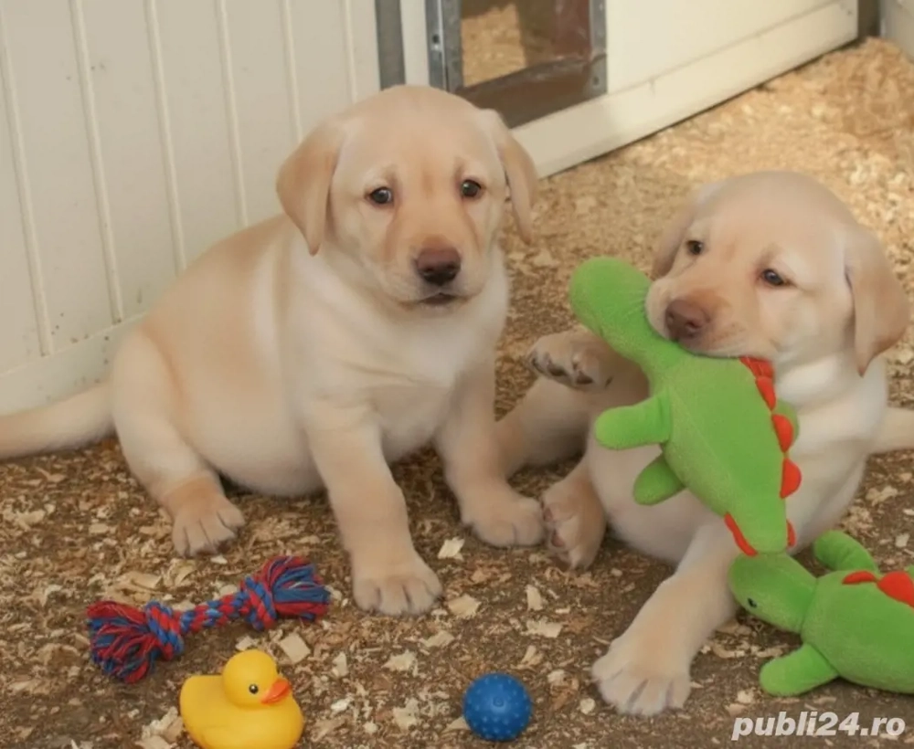 Pui Labrador retriever 