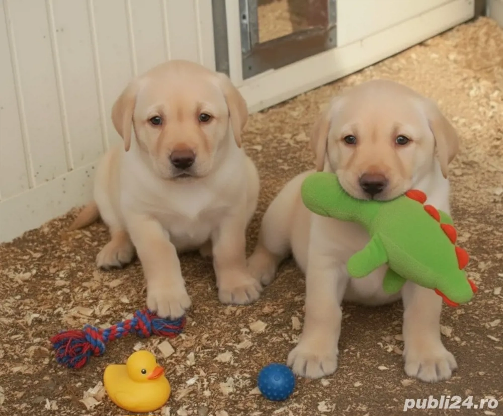 Pui Labrador retriever 