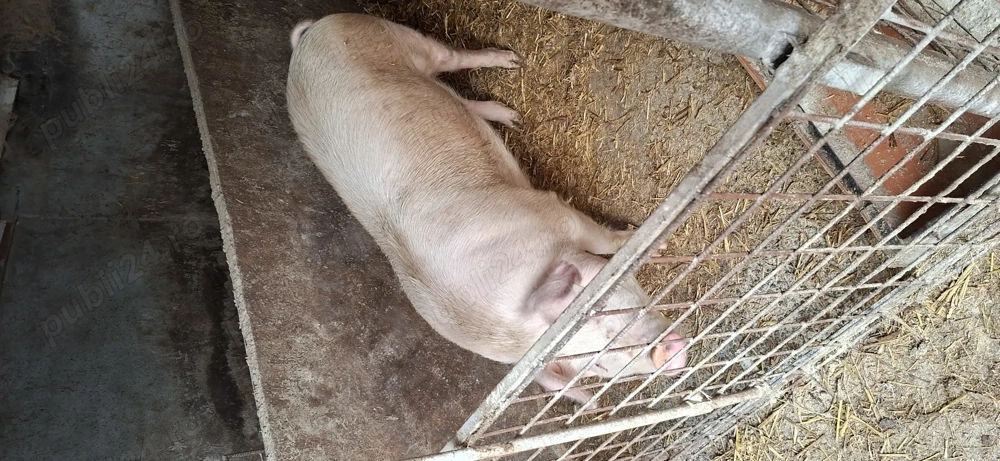 Purcei Landrace&pietran  si doi porci mari 15lei kg viu