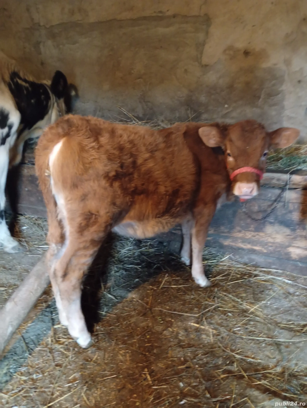 vând vițică Bălțata 