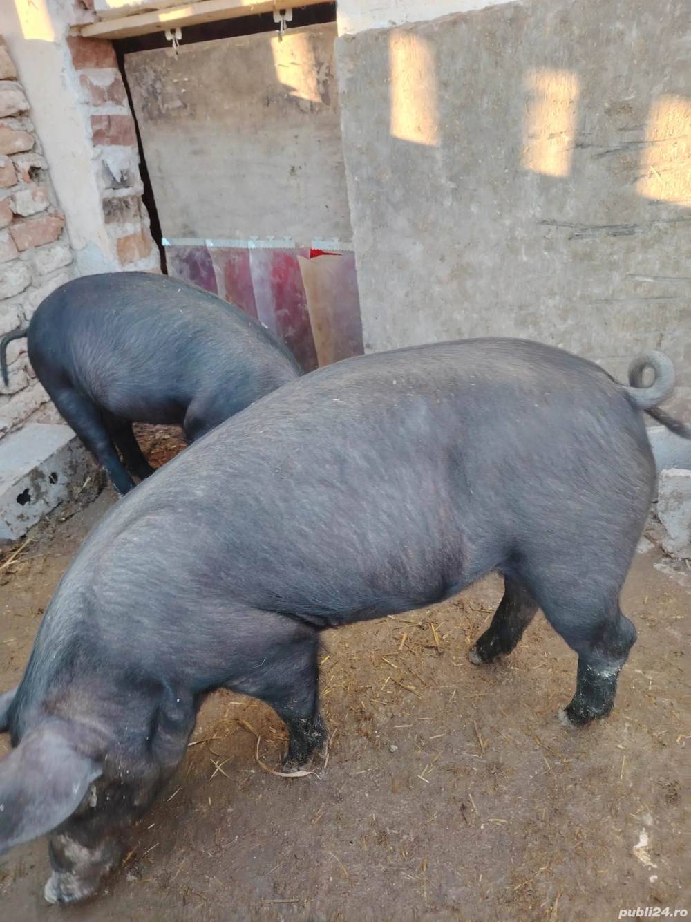 Purcei deosebiți vârstă 10 săptămâni cântăresc 35 - 40 kg preț 700 lei buc