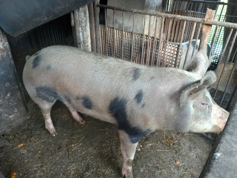 Vând porci în localitatea Negrești-Oaș