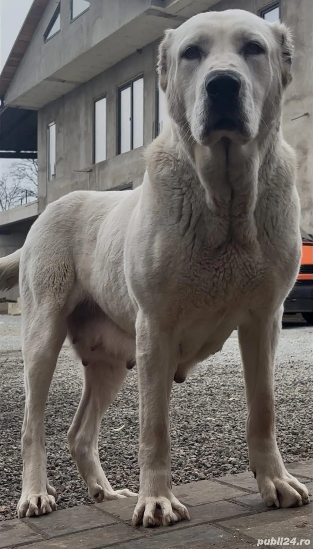 femelă asia centrală 