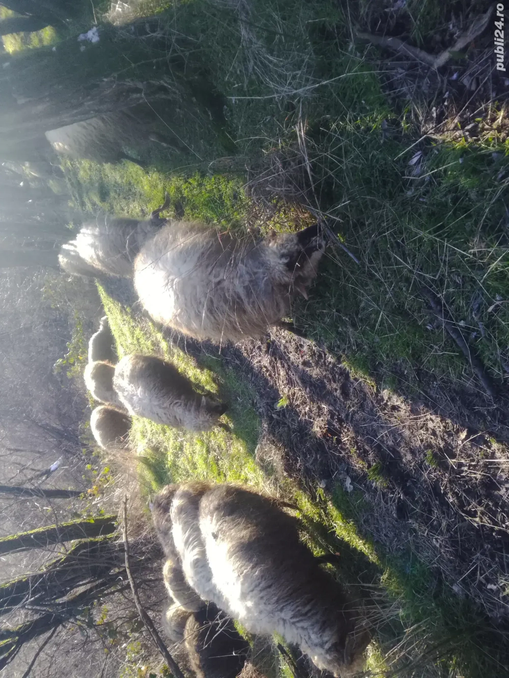 Vând oi țurcană tinere