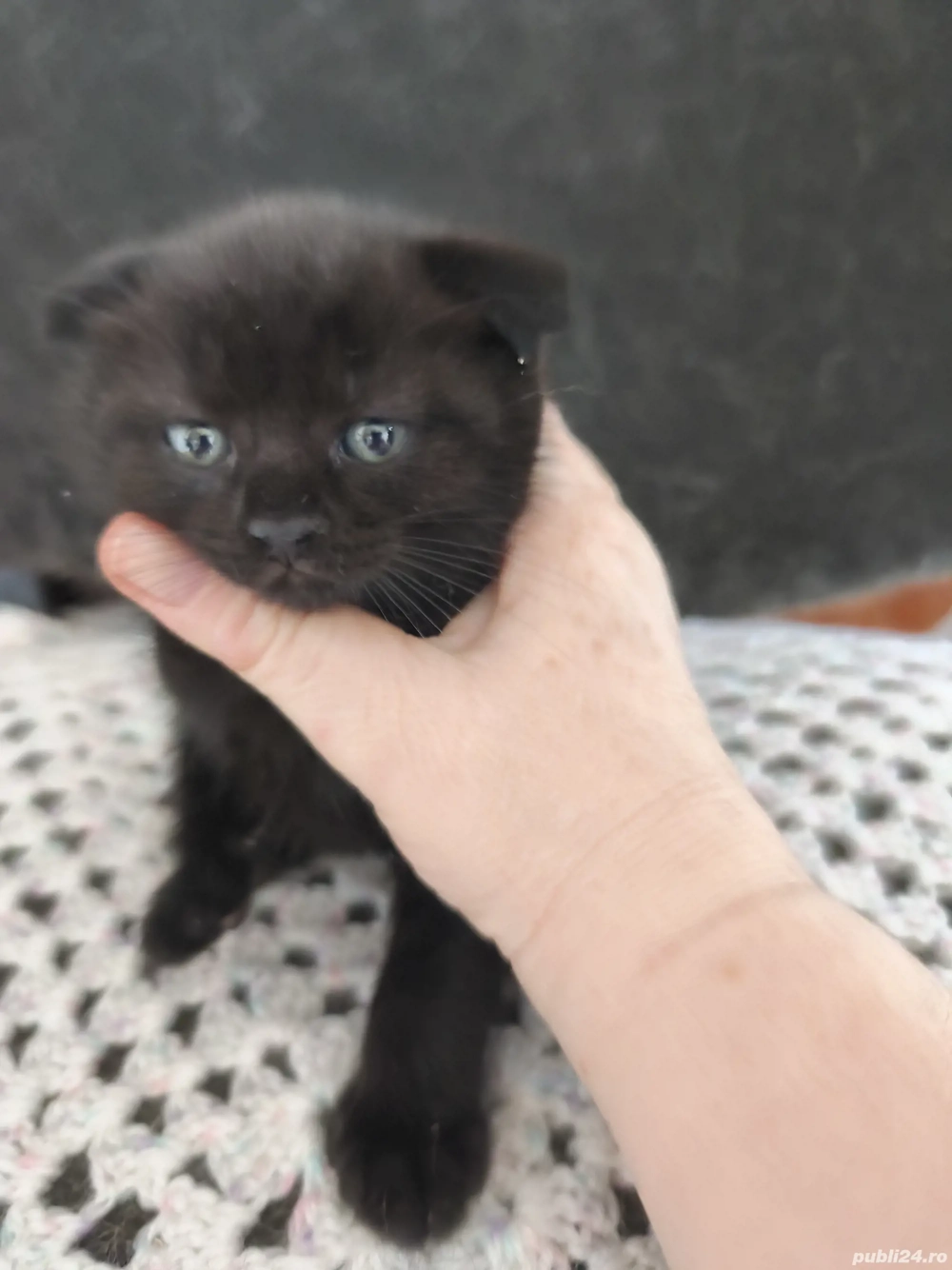 Pisica scothis fold de vanzare