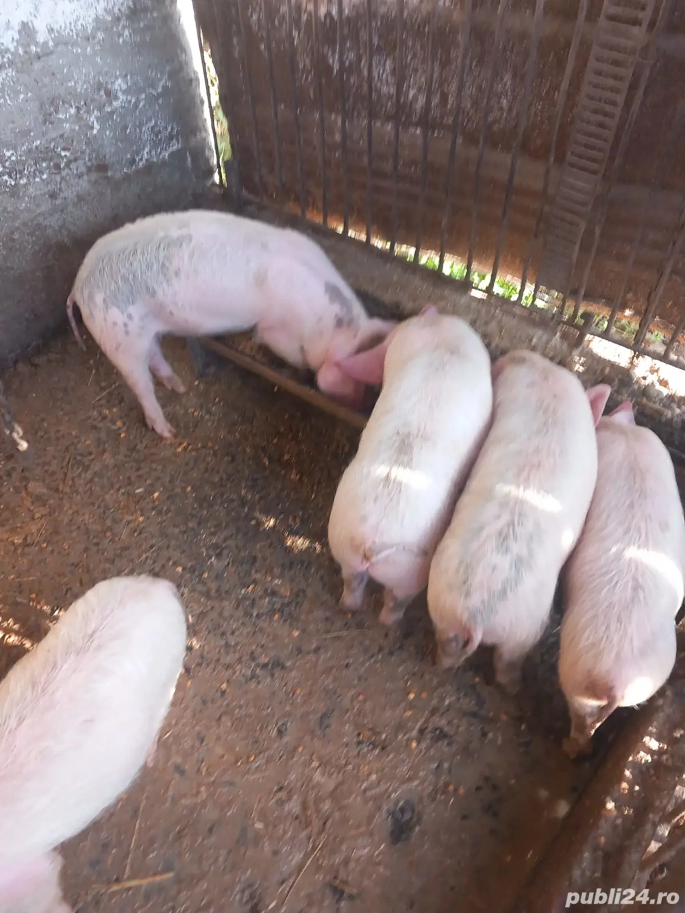 Vând.       purcei.   De. 3  luni