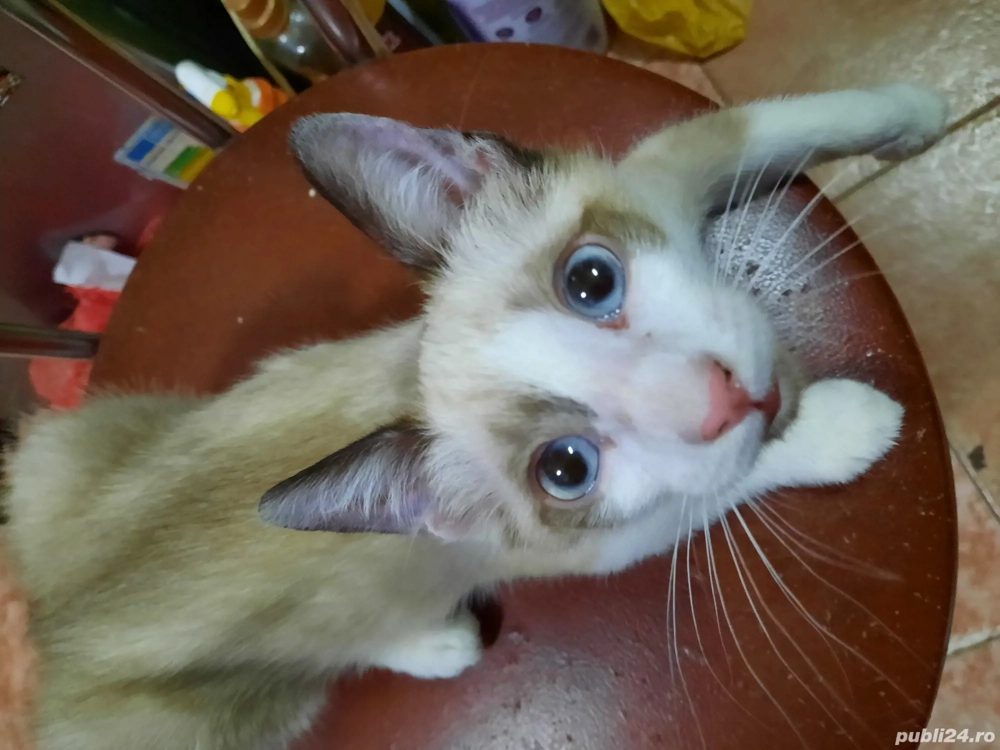 motanel de vânzare Oradea 