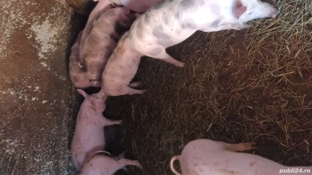 Grăsuți de vanzare 