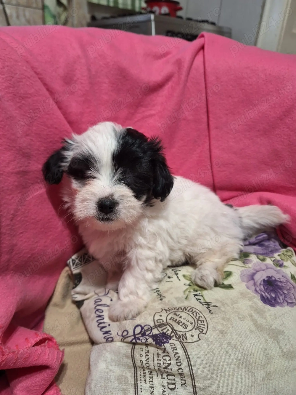 Bichon maltez talie mică Fetita