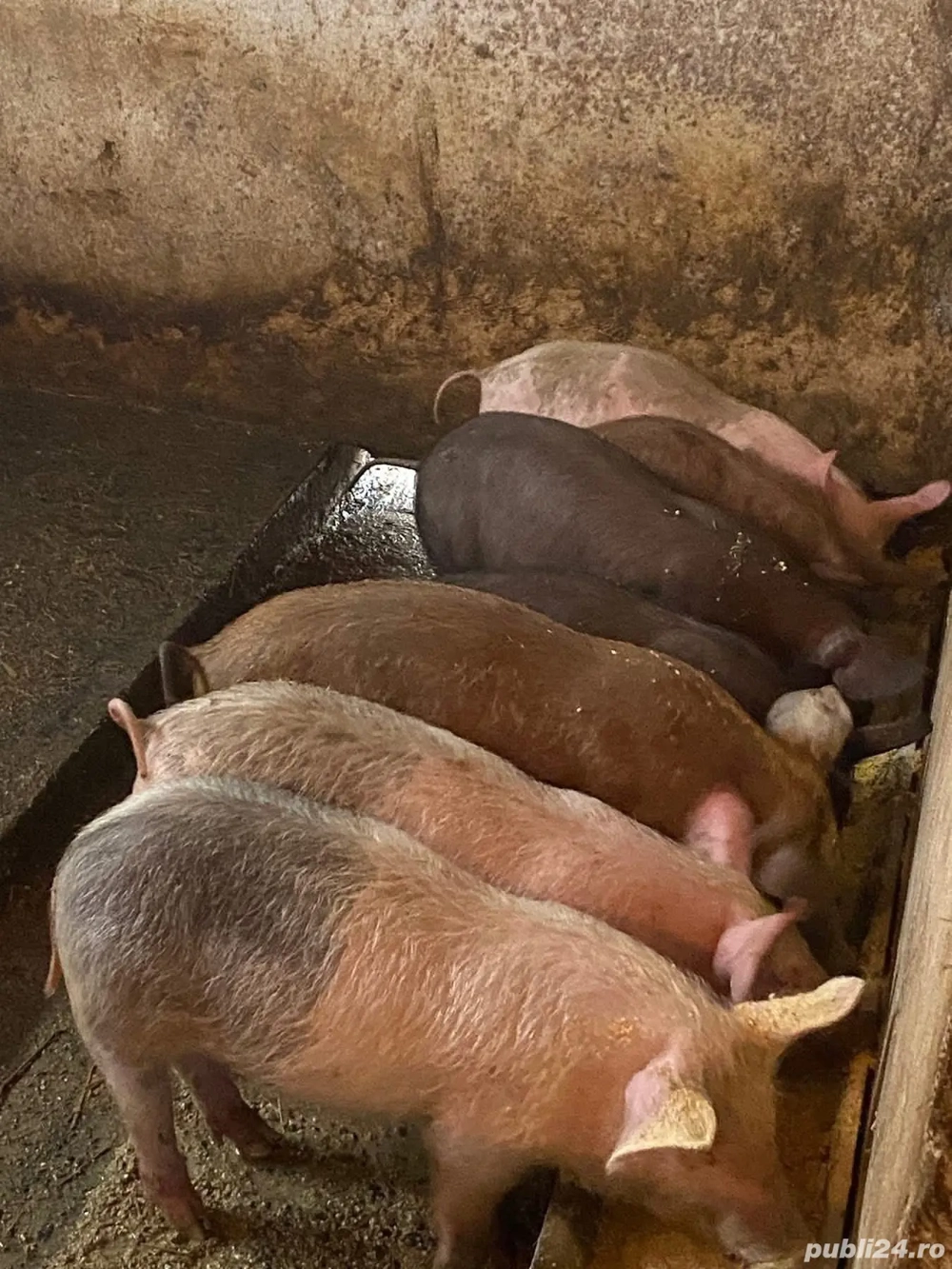 Vand grasuni foarte frumoși 