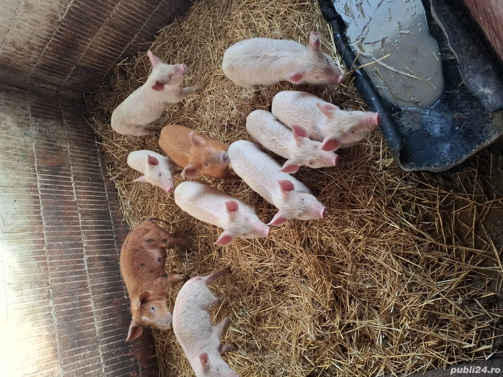 Vand purcei foarte mancaiosi de 7 săptămâni 