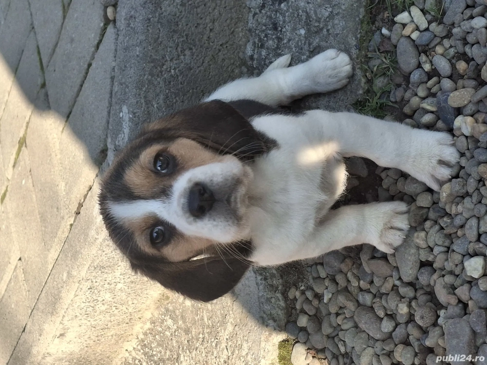Beagle tricolorii 