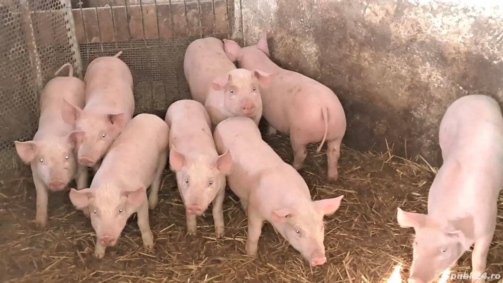 vand purcei landras. 