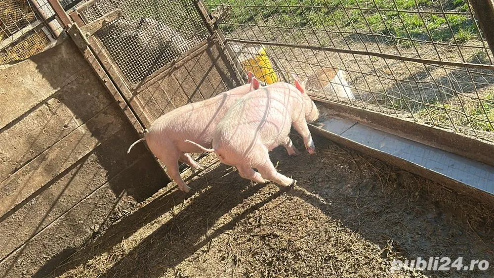 vand purcei de 9 saptamani 