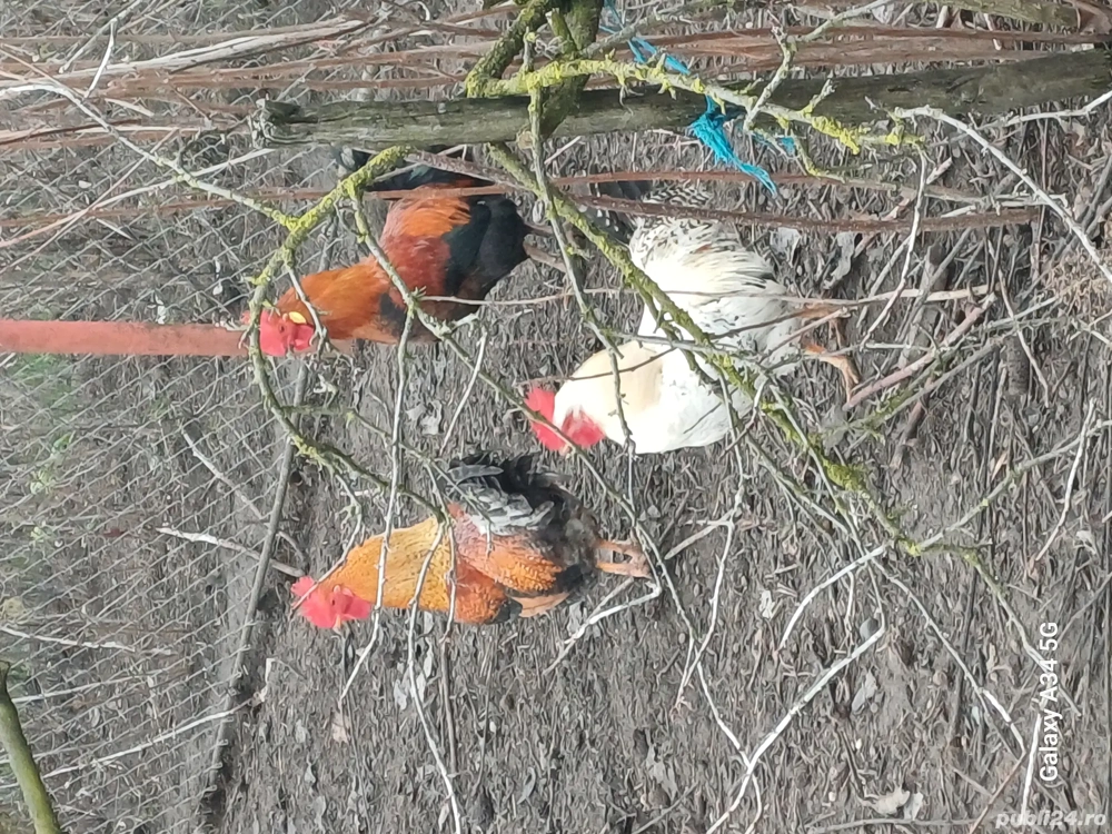 Cocoși talie mijlocie