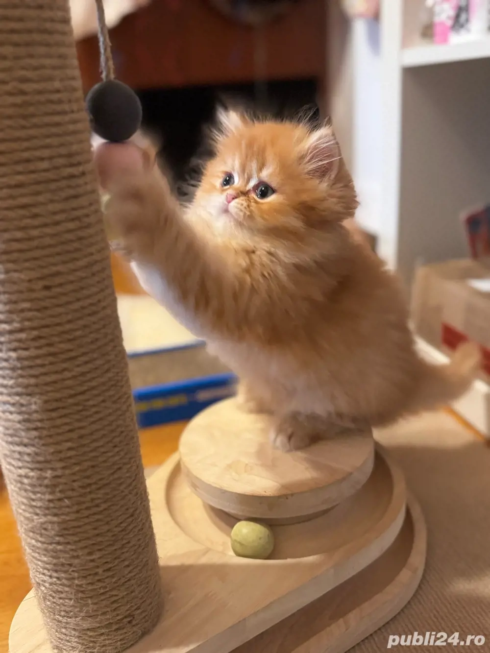 Motan Persian Golden 