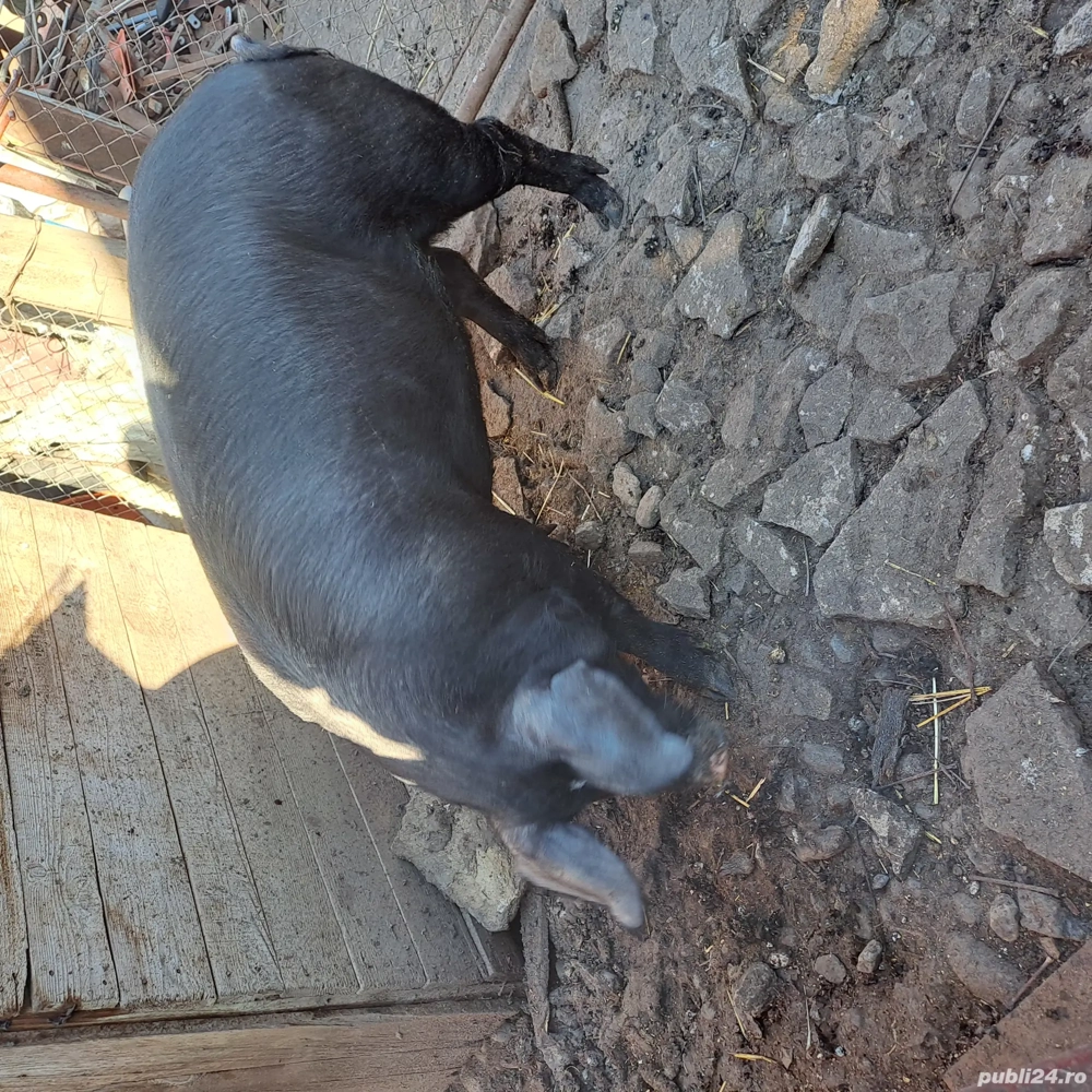 Scrofiță de vanzare 