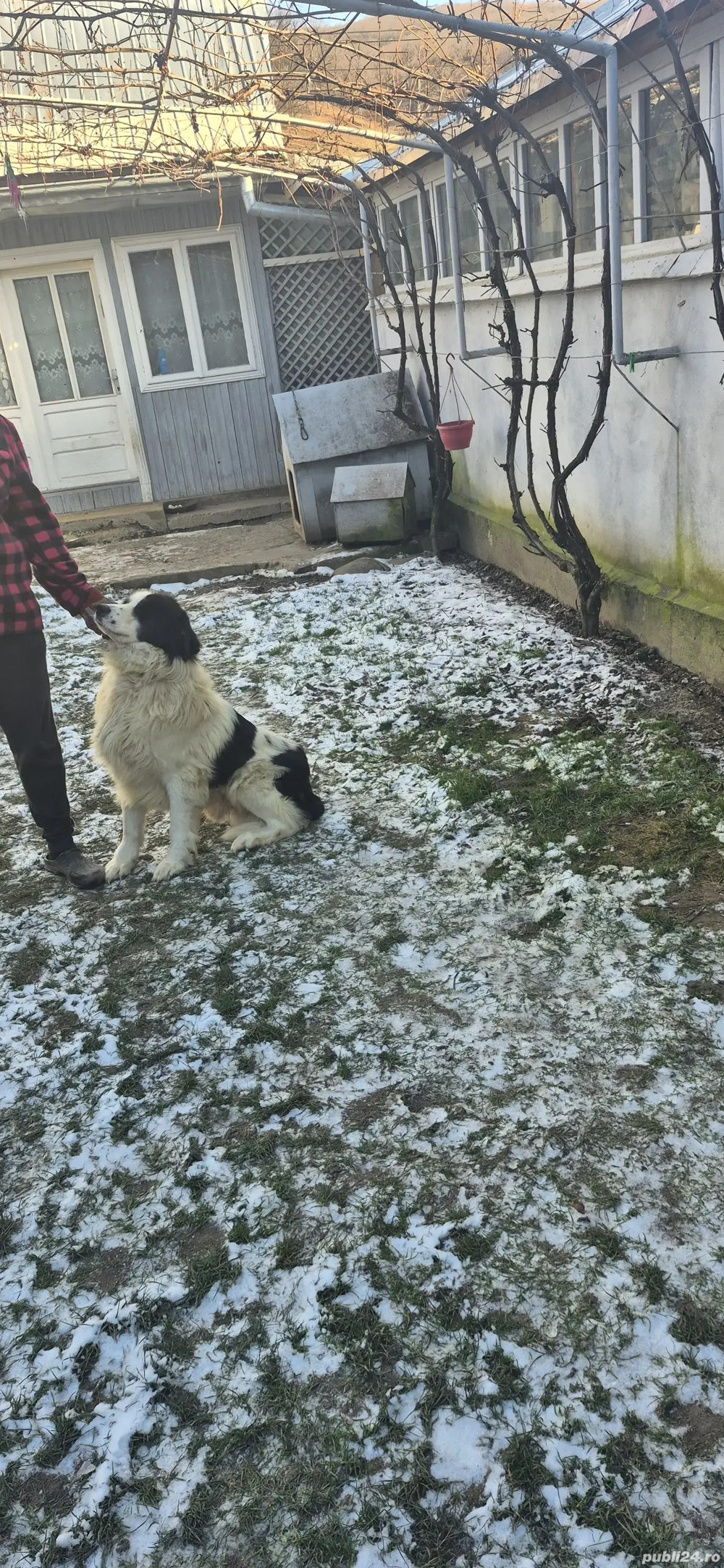 vand caine ciobanesc