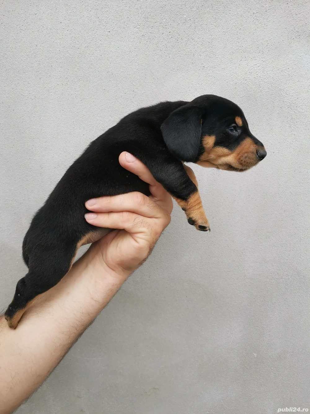 Fetita teckel black and brown 