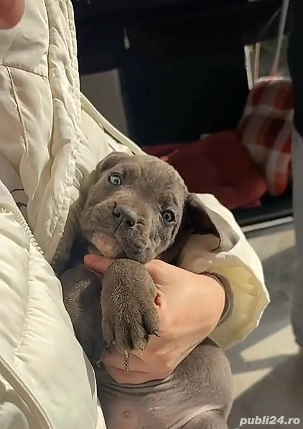 Cane Corso Negri Gri(blue)