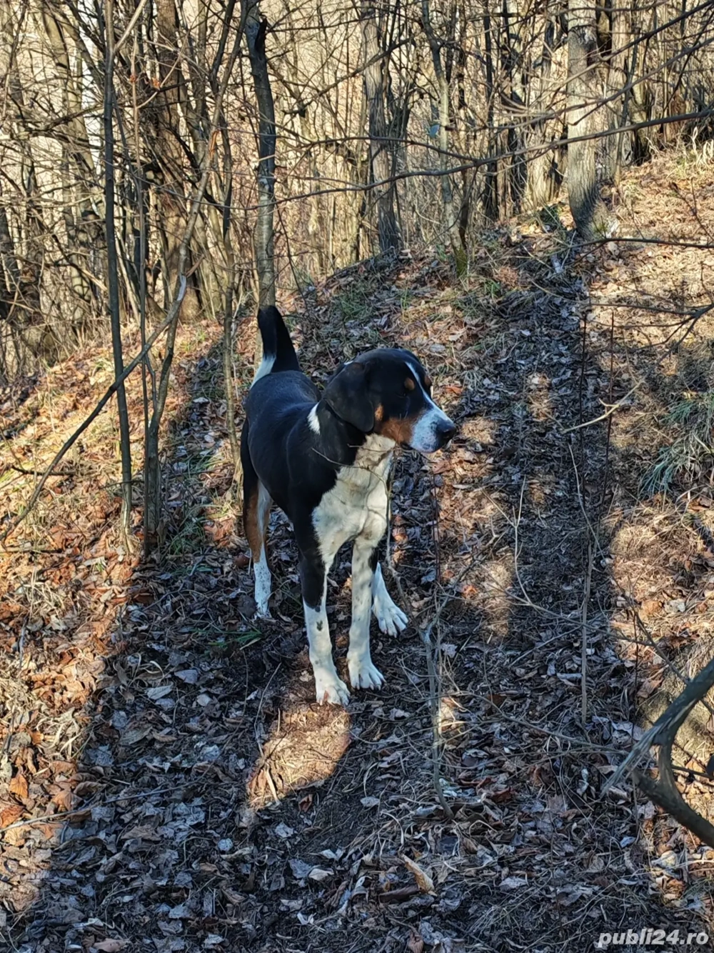 Copoi ardelenesc mascul 