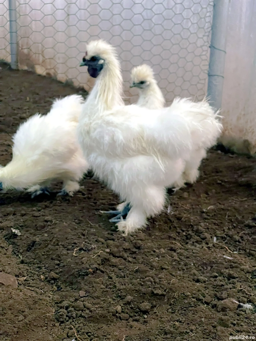 Vand Cocos Matase Japoneza