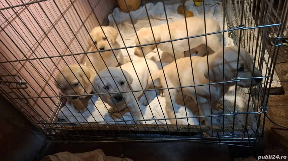 Vand Pui Labrador Retriver