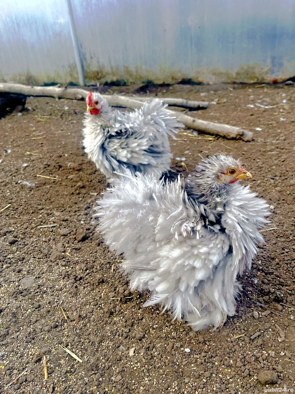 Vand conchinchina pitic frezati si pana dreapta