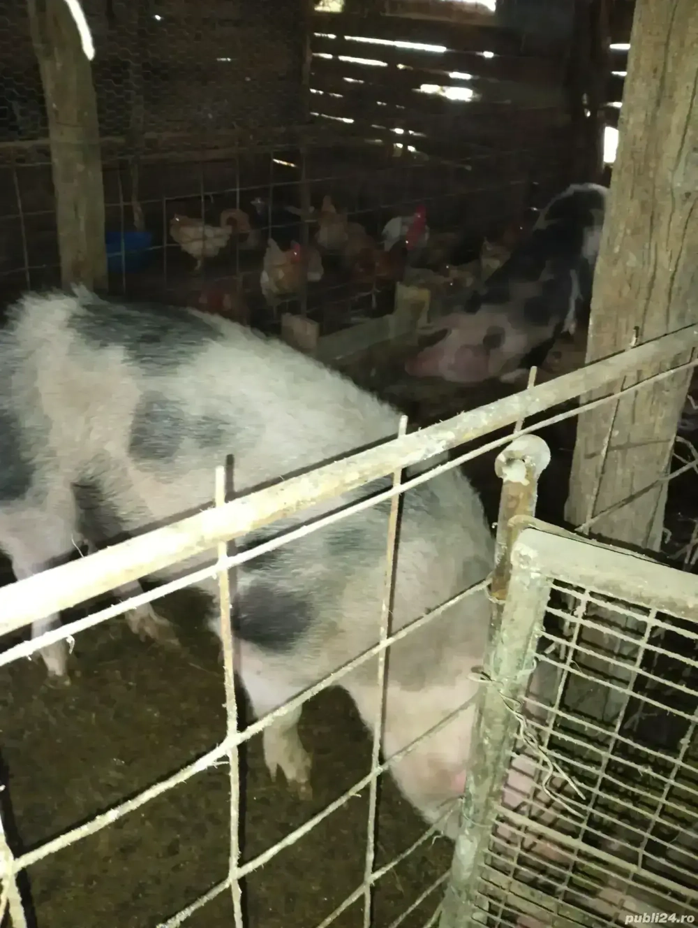 Purcei și porcii de vânzare 