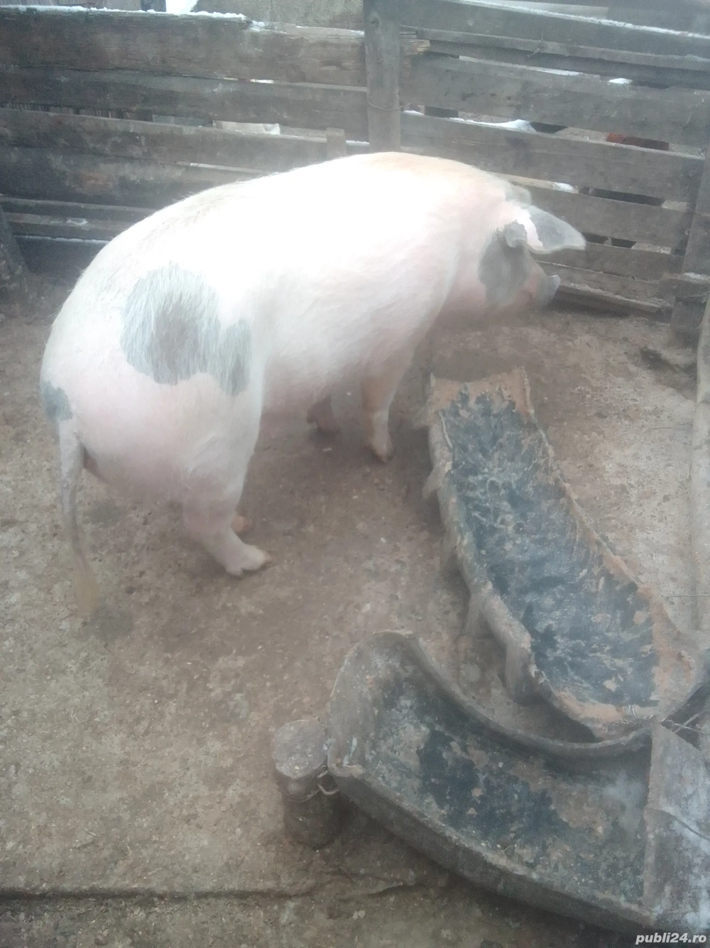 porci de vanzare