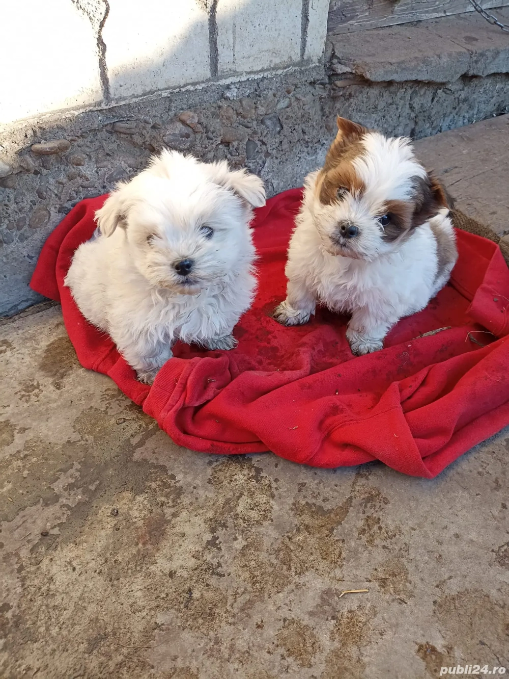 pereche Bichon Maltez 