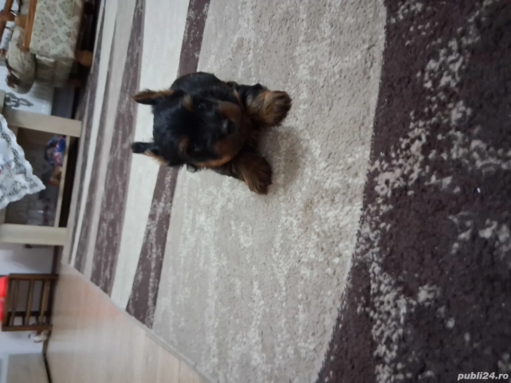 Cățel yorkshire terrier