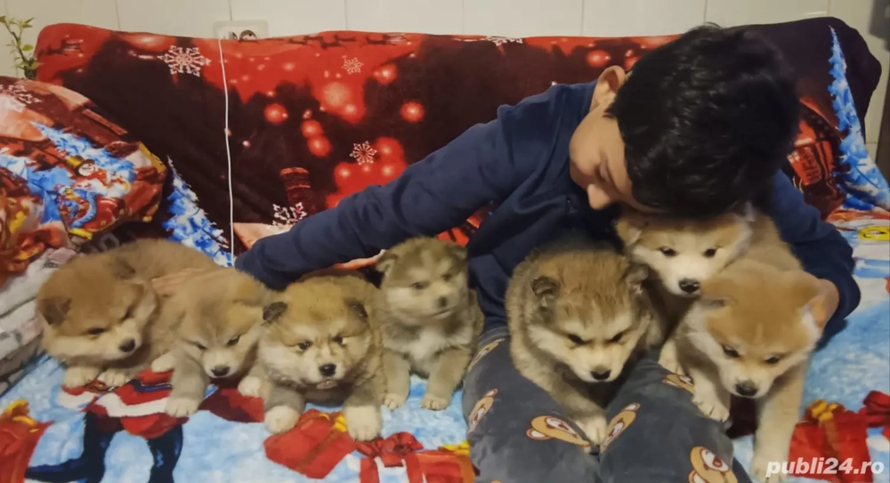 Vând căței Akita inu