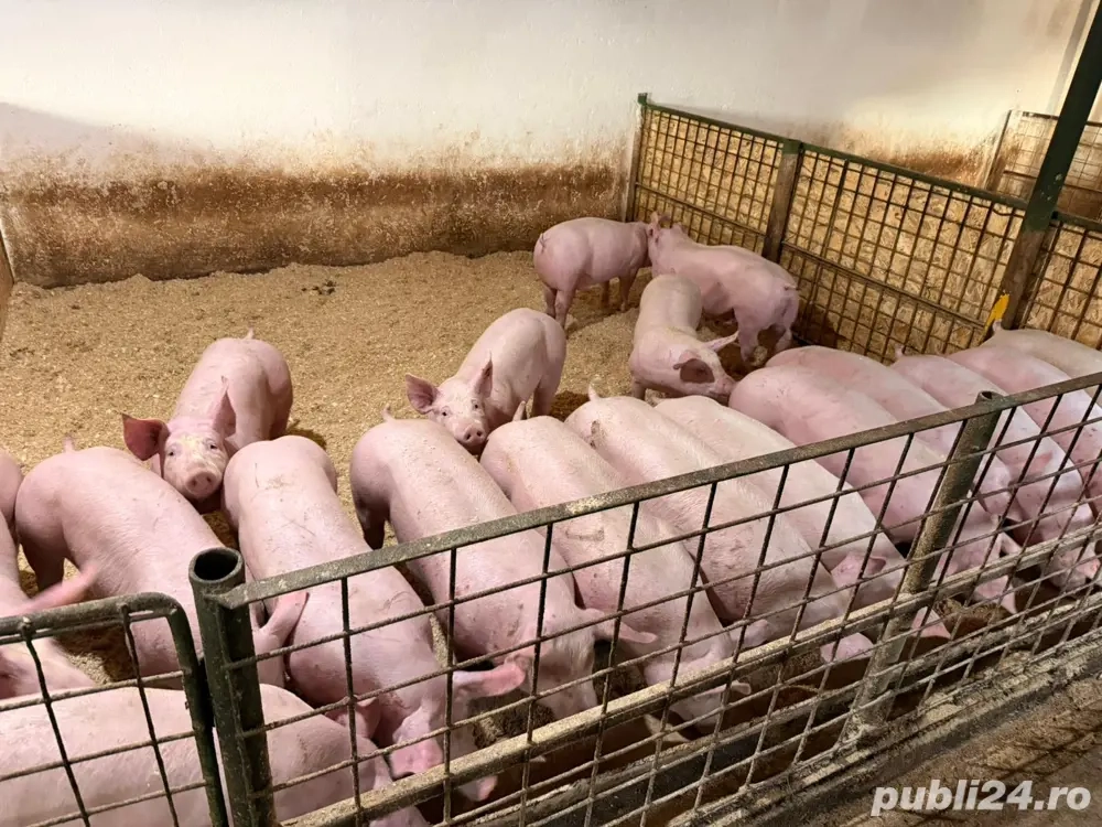 vand purcei de la 60-70 de kg