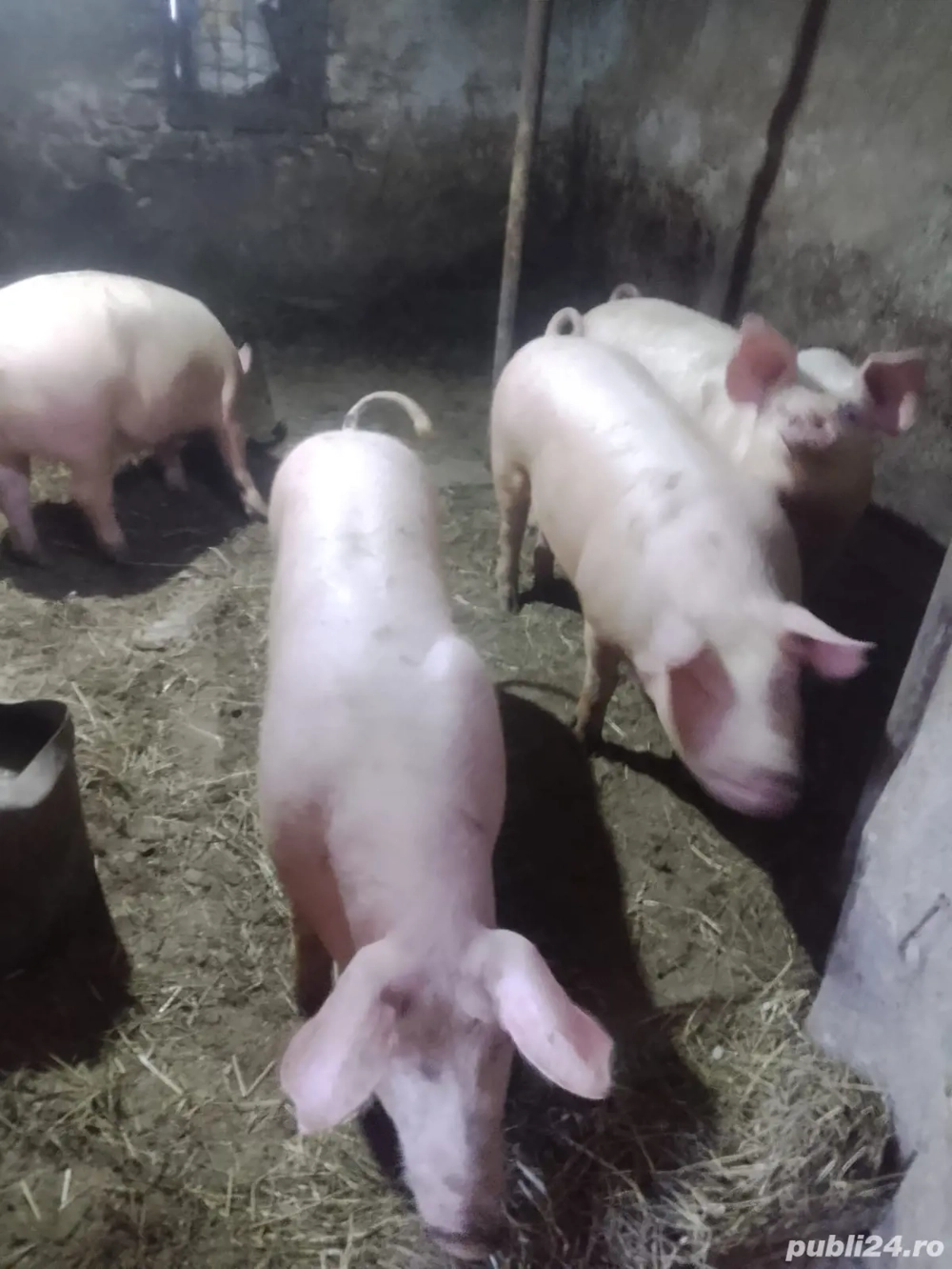 Porcii între 60-70kg