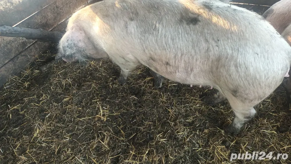 Șoldană de vânzare 