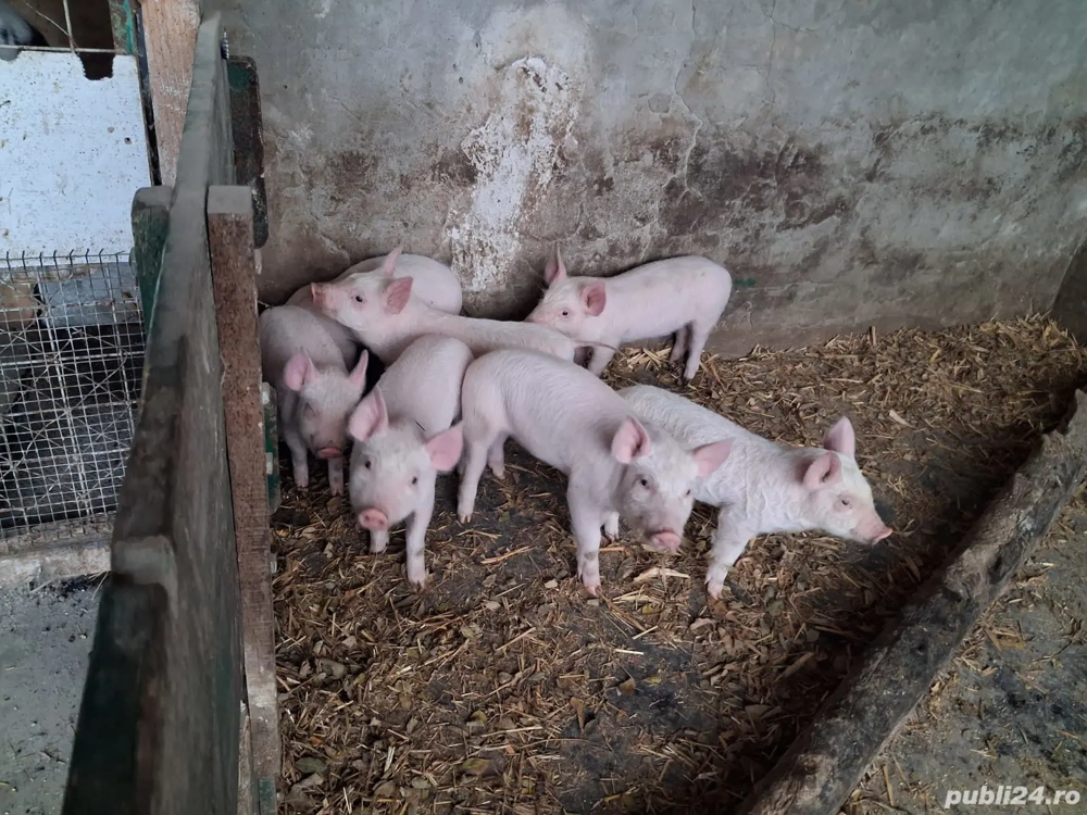 Vand purcei de crescut 