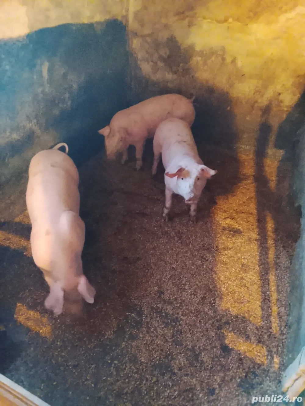 Șoldani de vânzare 