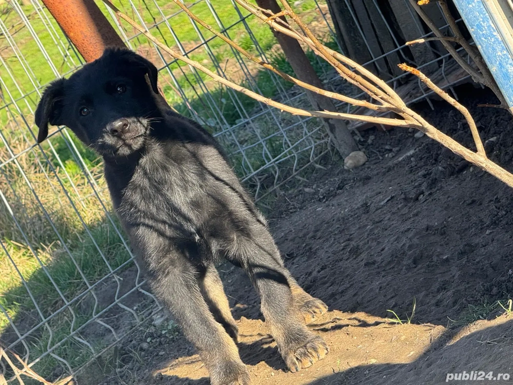 Căteluși drăgălași