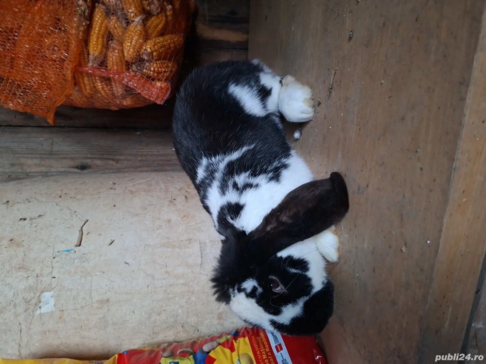 de vânzare doi iepuri