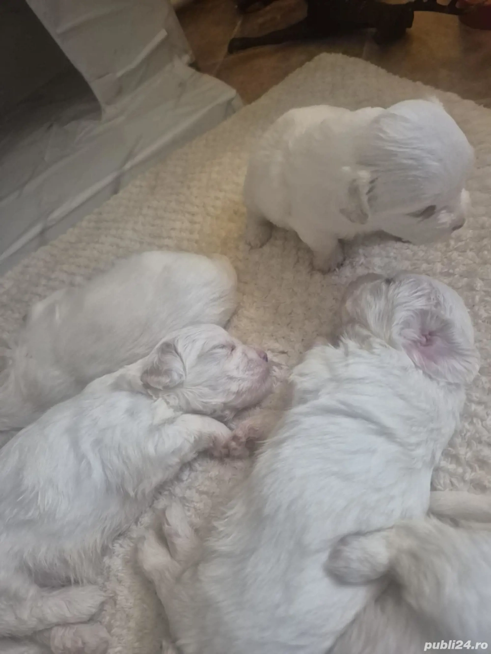 Vând pui bichon 500 lei