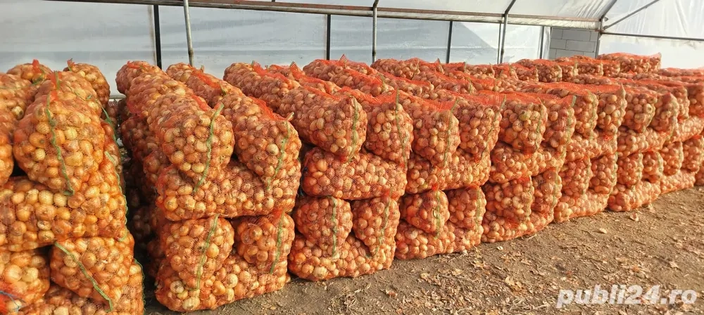 ceapa plata ,prasita manual ,cantitate mare de vanzare