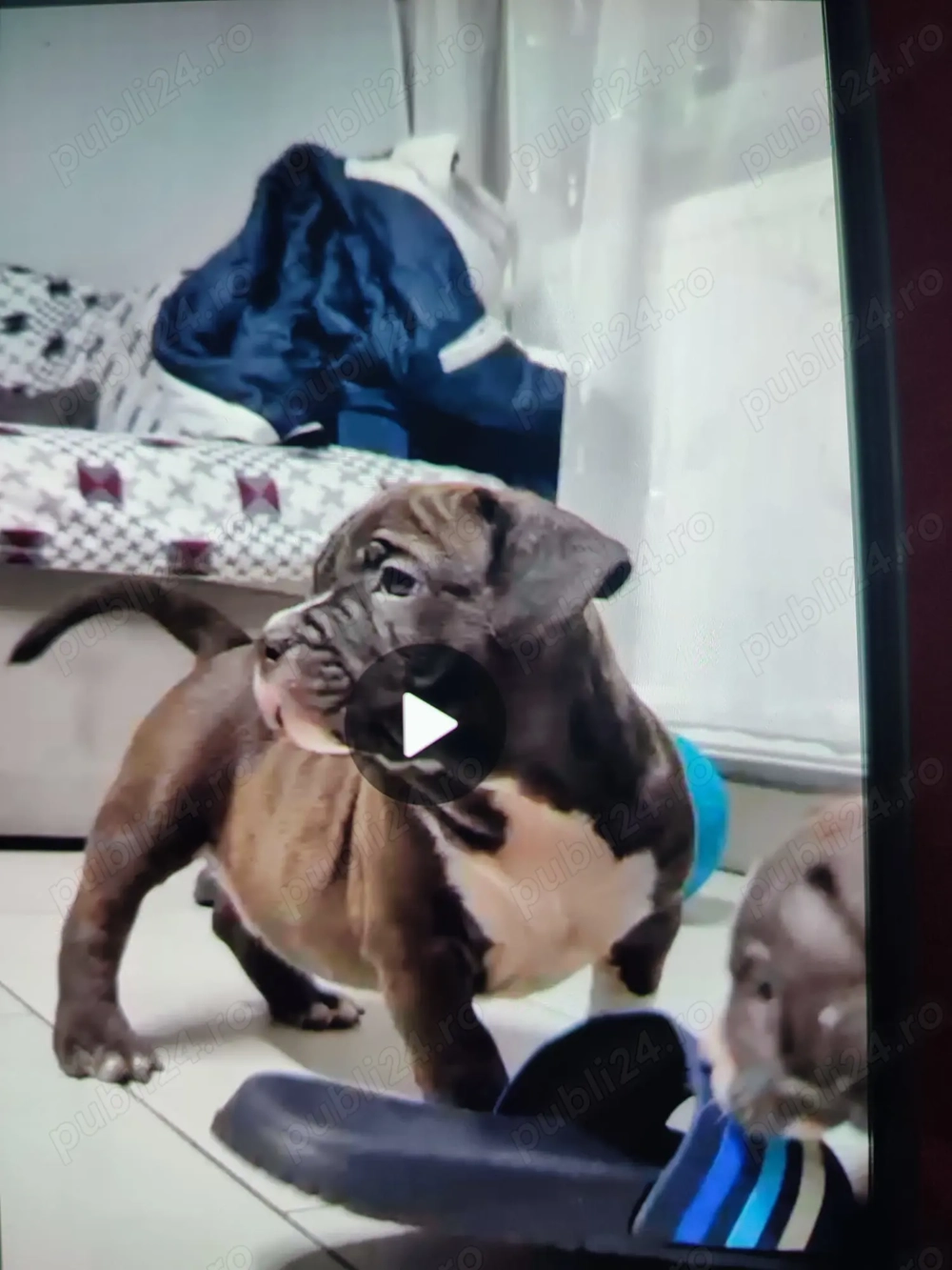 American Bully pocket pui