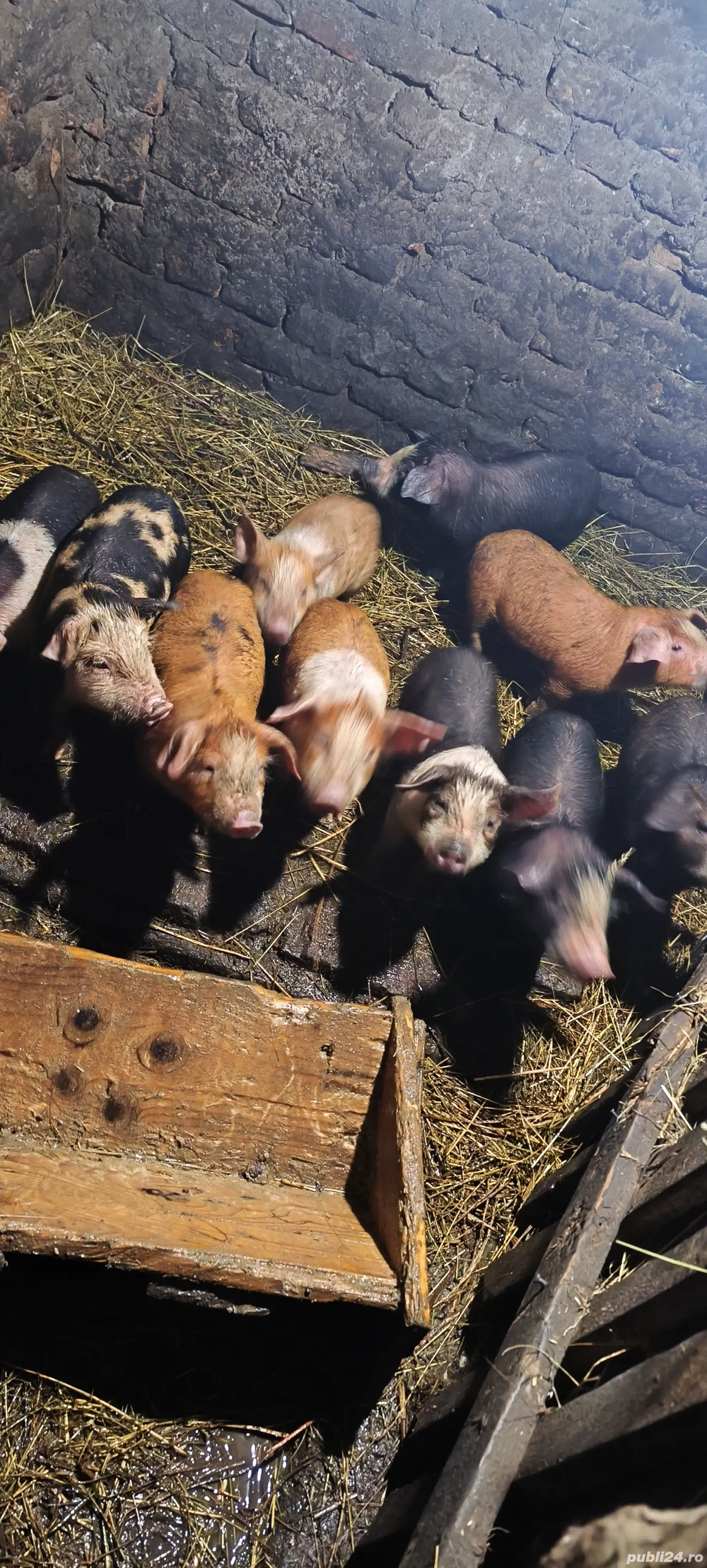 vând purcei de 7 săptămâni 