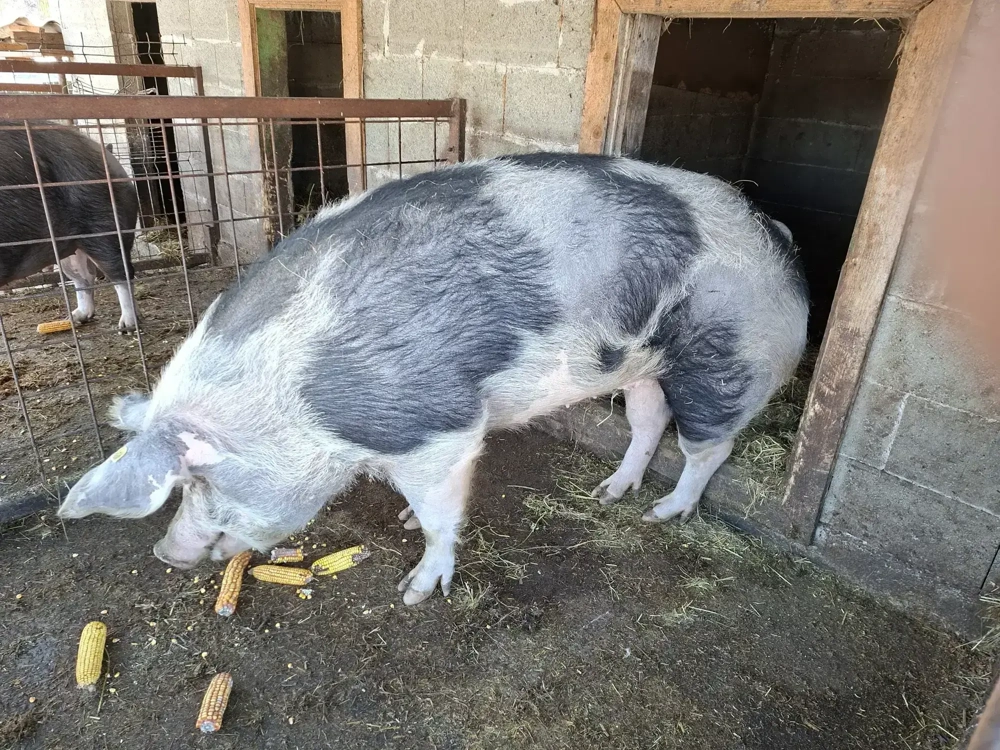 Scroafa in jur de 300 kg