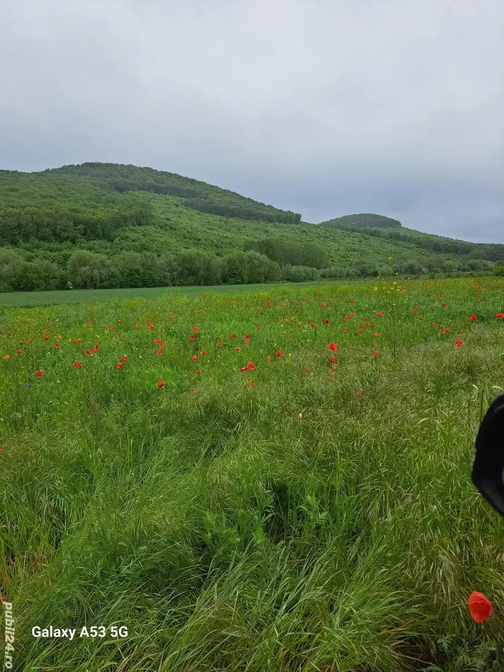 Teren intravilan, zonă de pădure, la  Mânăstirea Celic Dere, Sat Telița, jud. Tulcea