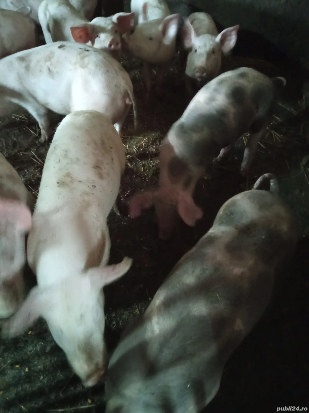 Purcei de vânzare 