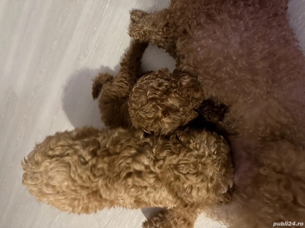 Catei pudel 3 luni